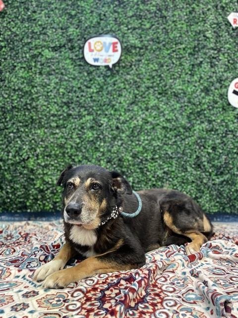 LisaBrabson's tweet photo. TOBIAS #A387294 8yo
U will never find a sweeter boy than TOBIAS!
Darling boy is RUNNING OUT OF TIME ⏲️ 
So easy going,well mannered,loves attention, he is such a GLORIOUS boy!
Plz HURRY ⌛️ to #CorpusChristiACS &amp; #ADOPT this darling for $25
PLZ #PLEDGE4RESCUE,no amount too small https://t.co/VtOztYdg3g