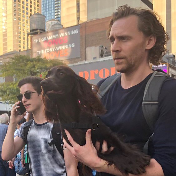 havanesemom13's tweet photo. Tom Hiddleston should have named his dog The MCU since he’s always carrying him https://t.co/sryfvgAxR8