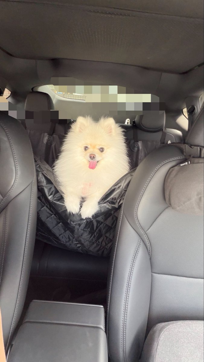 Sh11no1's tweet photo. 愛犬がテスラのリアシートでお漏らし😭
一度業者に頼んだのに、また週末に同じ場所で…🫠
ペットシートカバーはよだれ程度の防水で、お漏らしの量は全然ダメなんて知りませんでした🥹🥹
仕方なくリンサークリーナー購入しました、、効果を期待してます。

#Tesla #テスラ https://t.co/ynRS40kRUv