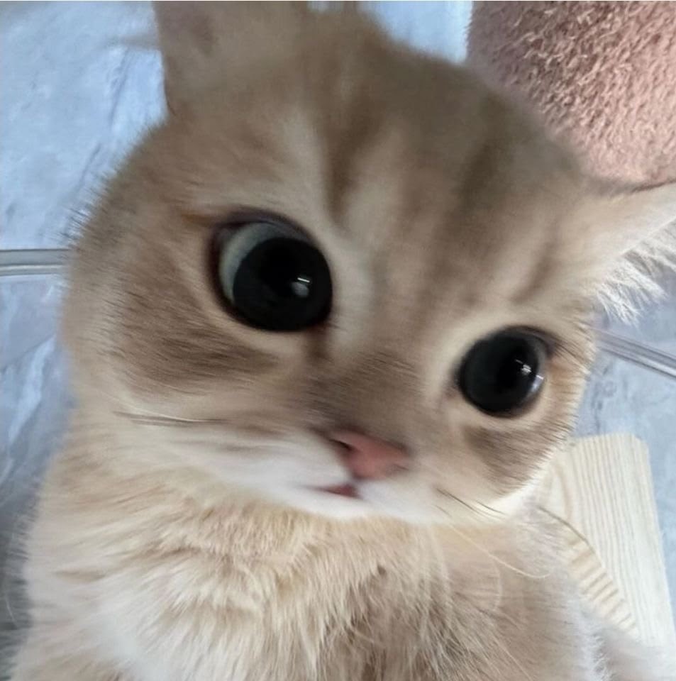 spiduryn's tweet photo. ⸝⸝ ꒰ looking 4 moots .ᐟ.ᐟ ꒱

— she / her . 26 ꜝ sg, eng/chi
— wonho, taylor swift 
— fantasy, thriller, romance
— haikyu, one piece, jjk etc 
— sims, subnautica, minecraft etc
— mcu

      ↳ ♡ / ⟳ to be moots ifb ✧˖° 
⌞ #booktwt #anitwt #stantwt #gamertwt #mcutwt⌝ https://t.co/w1msy9LFq2