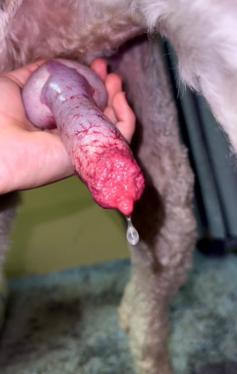 knottyella4e's tweet photo. Today's a great day 😜
I've got a brand
new package for all my Zoo K9 lovers and trust me, you don't want to miss this one 😈🐾💦
Dm below 👇 

https://t.co/q5FmNFWhGq
https://t.co/XBSGIrHzBM https://t.co/3TPRxp6iQJ