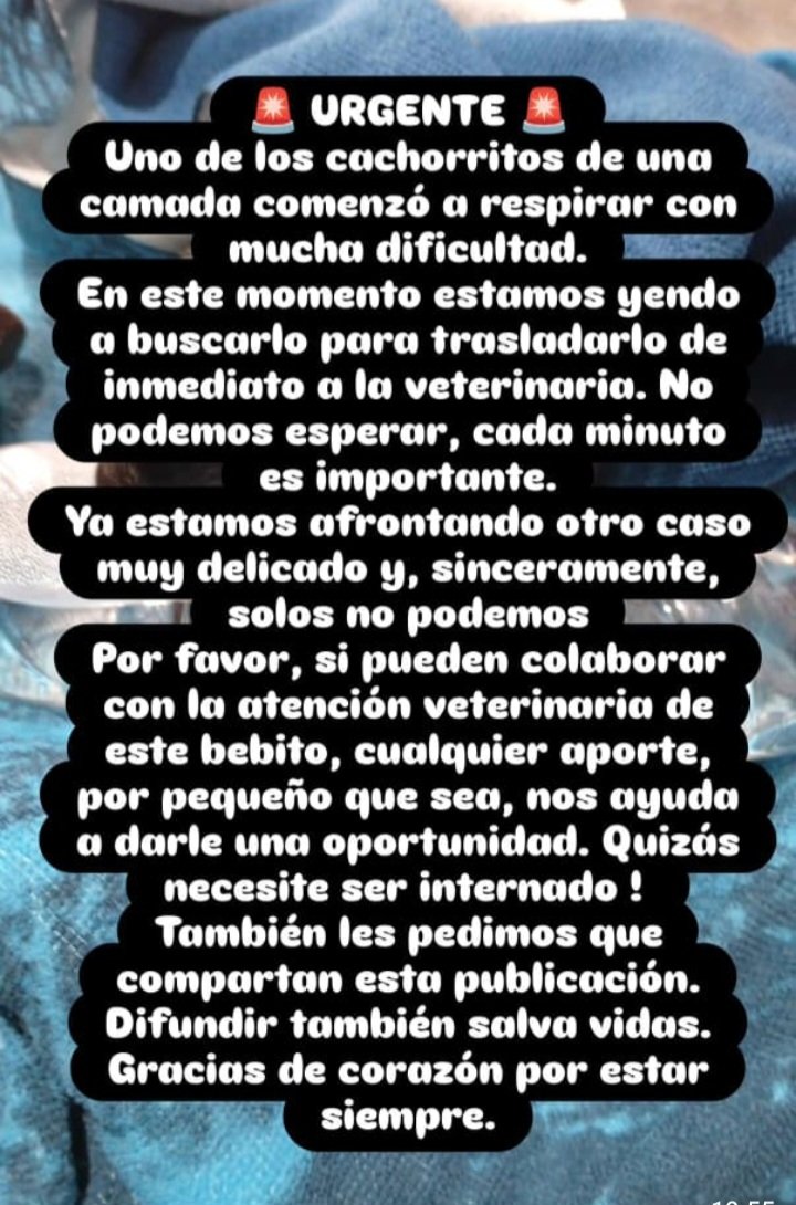 RaquelMait's tweet photo. Ayuda urgente x favor. Este bb no puede respirar,lo están llevando al veterinario. https://t.co/UeB9o1rZAJ