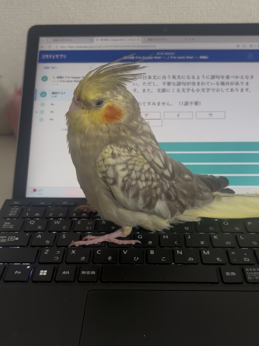 TSUBASA6077's tweet photo. 【拡散希望】
オカメインコの迷子情報です

場所：神奈川県横浜市三ツ境
日時：26/8/5 7時
名前：こうぺい
特徴：

情報お持ちの方、下記までご連絡を
npotsubasa@tsubasa0615.org
情報拡散のご協力お願いします https://t.co/MToFXIAEeh