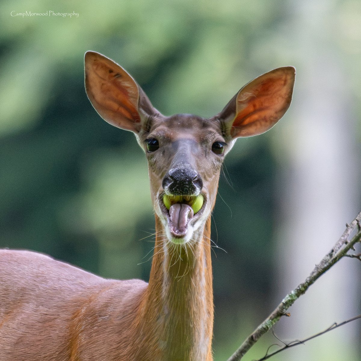 Campmorwood's tweet photo. Apple season and this Whitetail doe has a mouthful! 🍏 🦌 https://t.co/rOnDwrnFgC