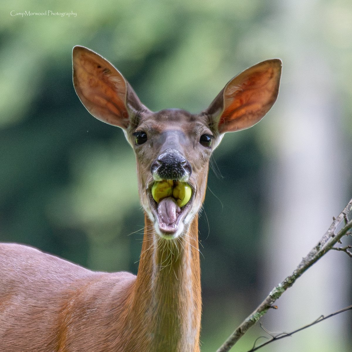 Campmorwood's tweet photo. Apple season and this Whitetail doe has a mouthful! 🍏 🦌 https://t.co/rOnDwrnFgC
