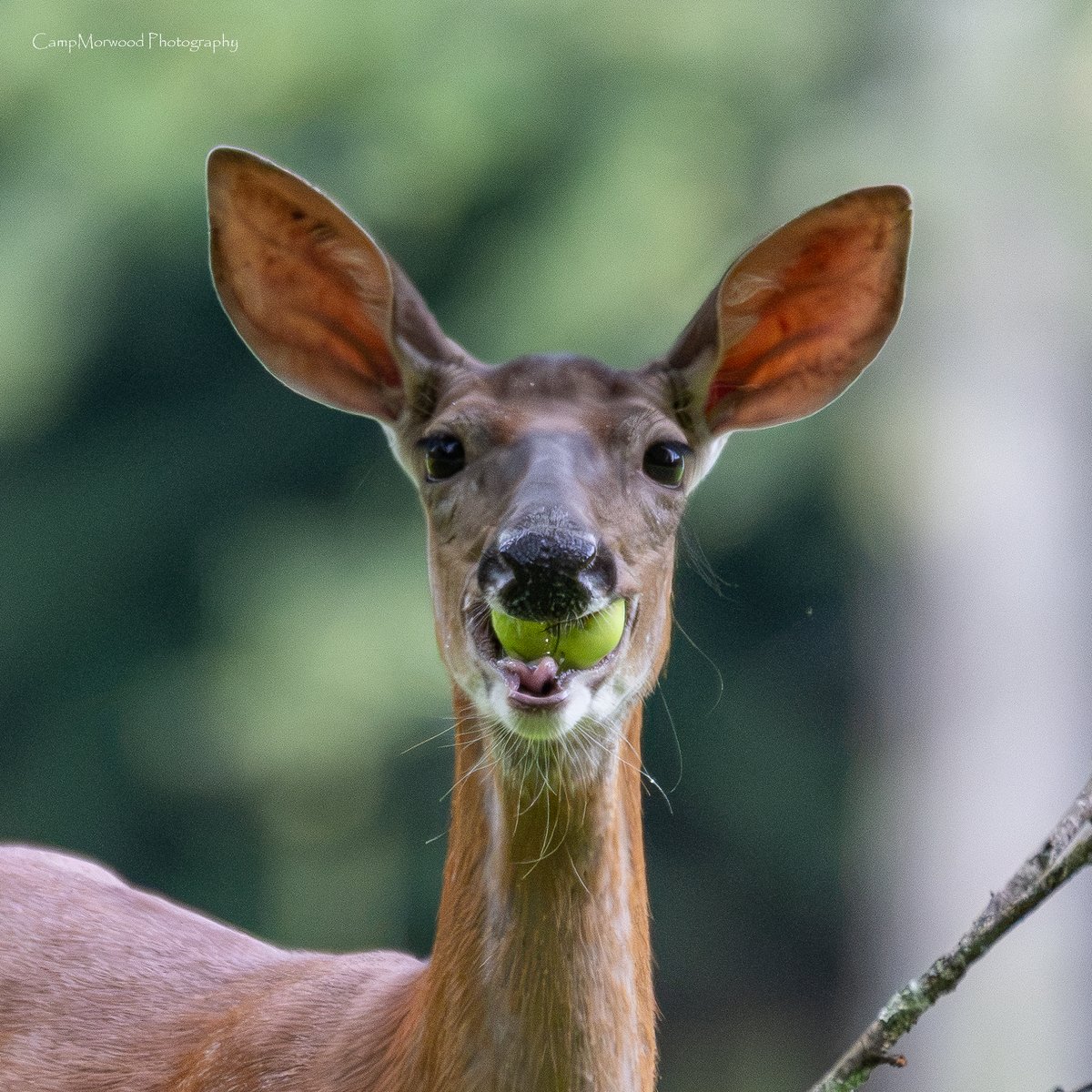 Campmorwood's tweet photo. Apple season and this Whitetail doe has a mouthful! 🍏 🦌 https://t.co/rOnDwrnFgC