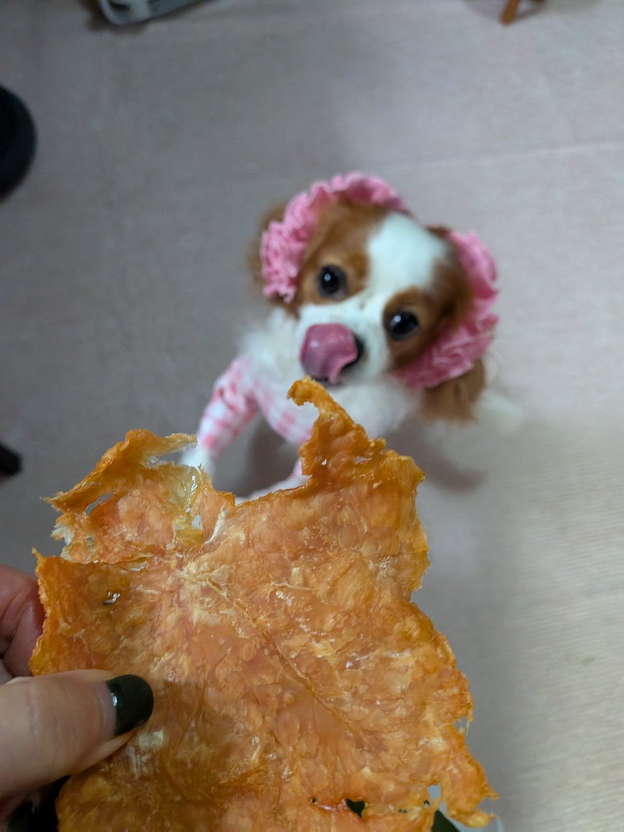 jasmine_ceres's tweet photo. 🐶おはようございます🐾
ササミのパリパリ🐔
おいち〜のちょうだい💕💕💕
ちょっとづつね〜🐔 https://t.co/Fjs4uJd13h