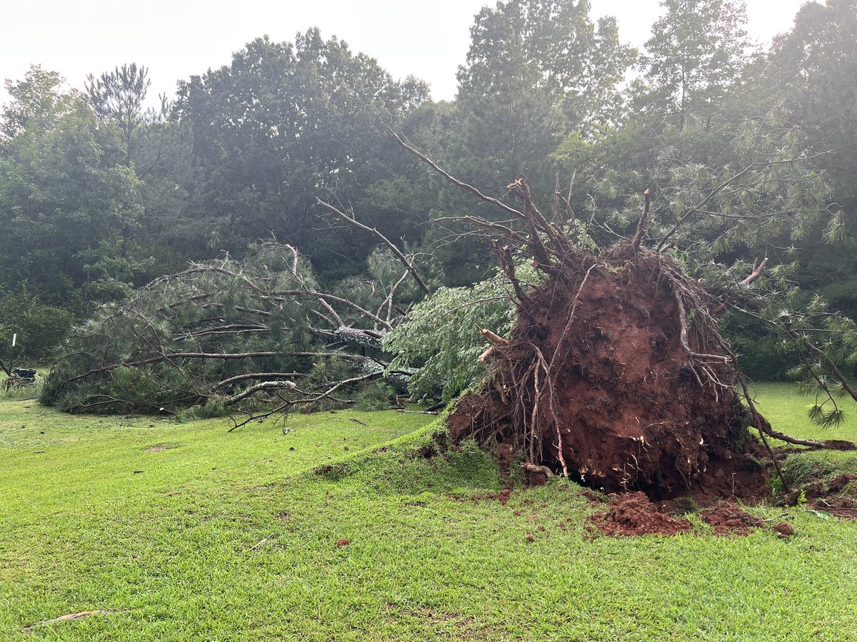 beverleyhightow's tweet photo. @weisradio Storm took out these 2 pine trees in our nephews yard on Byram Street Leesburg https://t.co/MDbDsdyy3c