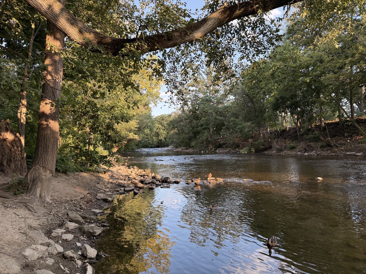 Dchinni's tweet photo. Literally on the banks of the Red Cedar … or on one of them anyway https://t.co/0RYRWbDjyd