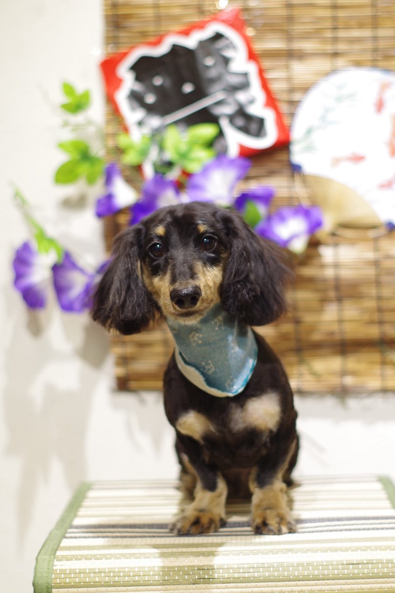 1Dogspace's tweet photo. 初めまして！
シャンプーカットコースでご来店のダックス君  
またのご来店をお待ちしています

★只今 8月、9月のご予約受付中★    

DogSpace#1  
大田区大森北4-12-22  
03-6404-6480    

#トリミングサロン JR大森駅 #ダックス https://t.co/EG40PU1xWt