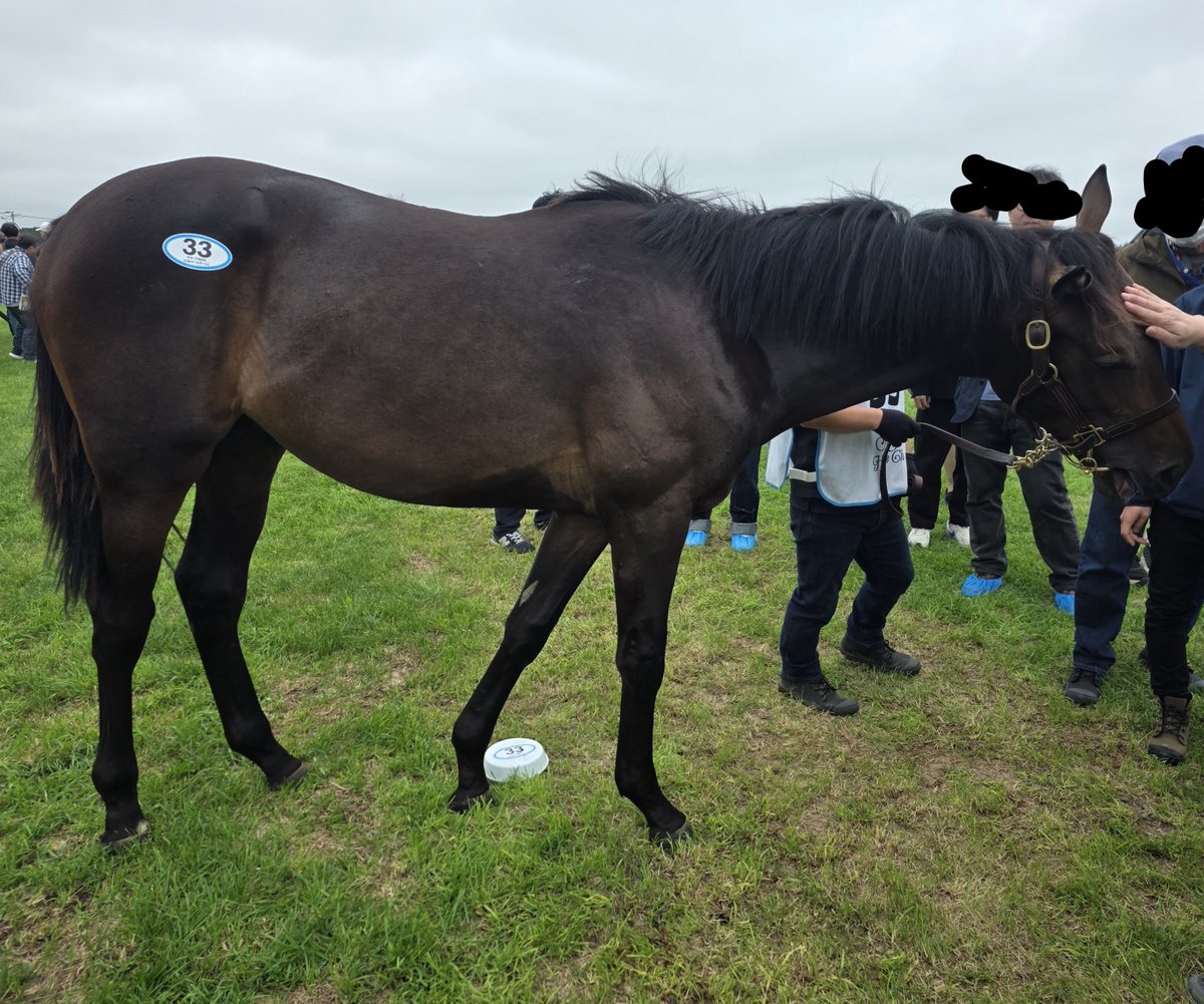 tabaggio10's tweet photo. 手頃な牡馬で最後まで悩んでるのが
69チャーチクワイア池添学
33サラーブ宮田
なんで買いやすい良血いつも池添、宮田ばっかなんよ

シスキン魅力だが、ローズウィスパーいくから2年連続2頭出資には抵抗あり

宮田はミラージュノワール壊してくれたから、シルステな時点で不安しかないしシャトブラいく https://t.co/6cvJsS820g