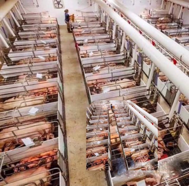 pdjmoo's tweet photo. @Matt_Dominguez #FactoryFarms
๐ 65 BILLION #Animals Raised in Corporate Concentration Pens for Mass Slaughter.
๐บJust inanimate objects on a Corporate balance sheet
#CAFOs #AnimalWelfare #AnimalCruelty #FoodSafety #Vegan #Agribusiness #food #meat #IndustrialFarming
๐
https://t.co/KrZgxX7OlU https://t.co/oLLvyRLbGH