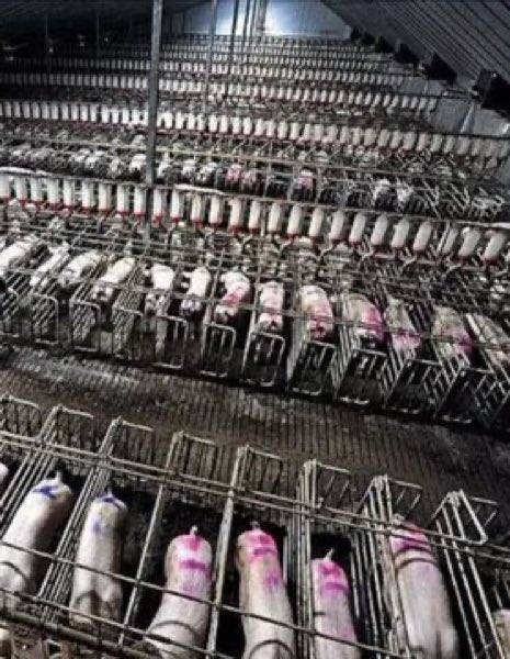 pdjmoo's tweet photo. @Matt_Dominguez #FactoryFarms
๐ 65 BILLION #Animals Raised in Corporate Concentration Pens for Mass Slaughter.
๐บJust inanimate objects on a Corporate balance sheet
#CAFOs #AnimalWelfare #AnimalCruelty #FoodSafety #Vegan #Agribusiness #food #meat #IndustrialFarming
๐
https://t.co/KrZgxX7OlU https://t.co/oLLvyRLbGH