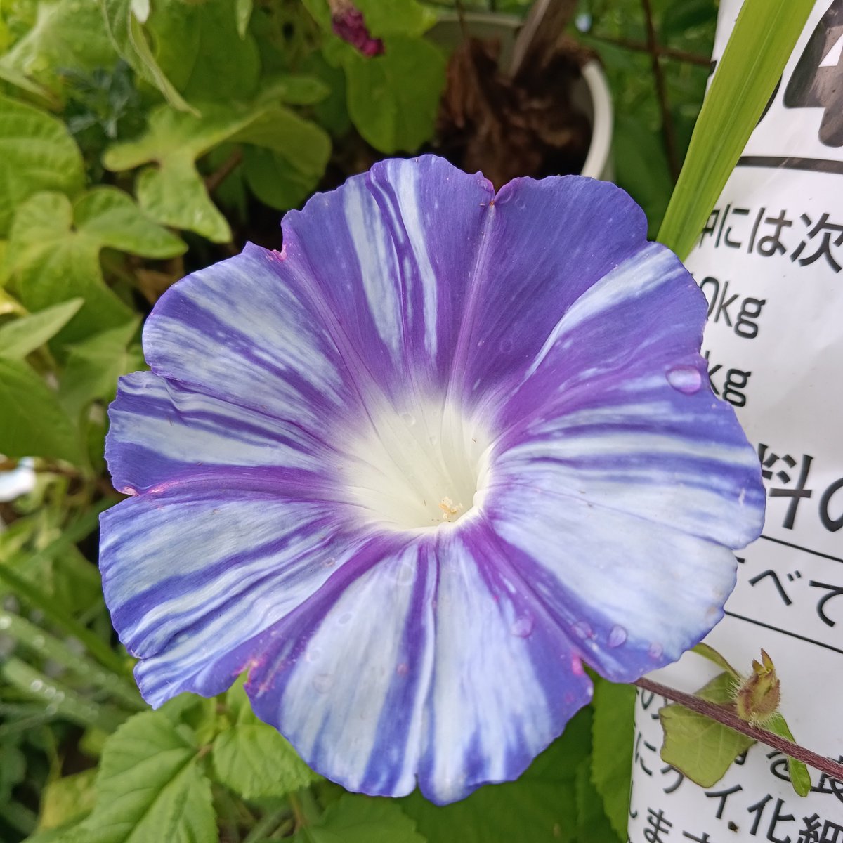 nann_ton's tweet photo. 咲いているアサガオ「松風」が一つも同じ模様がないので、毎朝一枚一枚撮らずにはいられなくなってます😸

昨夜、またしても寝る直前にドラマで、人が何人も死にそうな場面にさしかかって、昨日の夢見の悪さを思い出して急いで見るのをやめて寝ました。
ギリギリセーフだった💦
#アサガオ https://t.co/WvsEziIb2e