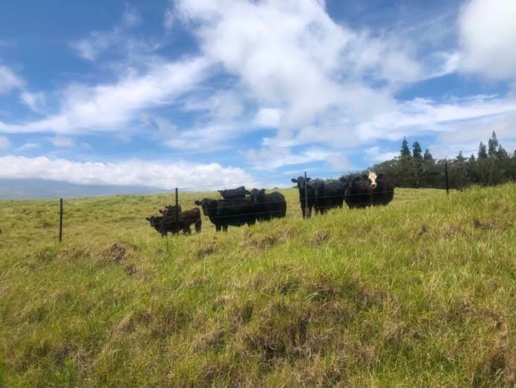 joe_ironman's tweet photo. Happy Aloha Taco Tuesday! Scruffy, Polu, and Kala waiting patiently for their tacos....
#xoskinusa
#hawaiiultra #teamfireball
Noxgear lighted vests for you and your pets! https://t.co/gMUYlIrtug https://t.co/cnkImJgsUG