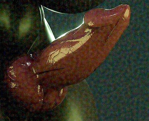 HORRIFICKNOTS's tweet photo. Her standard package would include a knot, but can be changed.

 This will always be the prefered one though. https://t.co/fuv6zStVGn