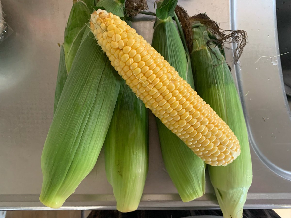 bisyamon0407's tweet photo. おはようございます☀

昨日いただきました
朝獲れ🌽とうもろこし🌽

🌽は朝獲れのが最高に
決まってます😀

ありがとうございます😭 https://t.co/bzfo3iDRcm