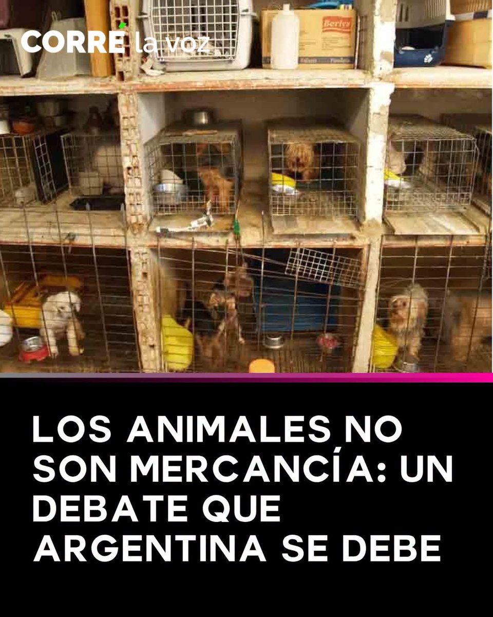 mavica7's tweet photo. La diputada nacional Karen Reichardt, del bloque La Libertad Avanza, presentó en la Cámara de Diputados un proyecto de ley para crear un régimen nacional de regulación, habilitación, fiscalización y control de criaderos, refugios, hogares de tránsito y pensionados para animales de compañía. La iniciativa propone establecer un registro obligatorio, mayores controles y sanciones para quienes incumplan las normas de bienestar animal.

hasta cuándo vamos a seguir aceptando que los animales sean tratados como mercancía?

Mientras miles de perros y gatos esperan una familia en refugios o sobreviven en situación de abandono, la reproducción con fines comerciales continúa alimentando un negocio que, en muchos casos, implica explotación de las hembras, hacinamiento, enfermedades y sufrimiento.

Los animales no son objetos. No son un producto que se elige por raza, color o tamaño. Son seres sintientes que sienten dolor, miedo y afecto, y merecen respeto, protección y una familia responsable.

Cada vez son más las organizaciones proteccionistas y los defensores de los derechos animales que sostienen que el verdadero cambio no pasa solamente por regular los criaderos, sino por avanzar hacia el fin de la compraventa de animales y promover la adopción responsable, la castración y la tenencia responsable como únicas herramientas para combatir el abandono y el maltrato.

Porque cada compra sostiene un mercado. Cada adopción salva una vida.