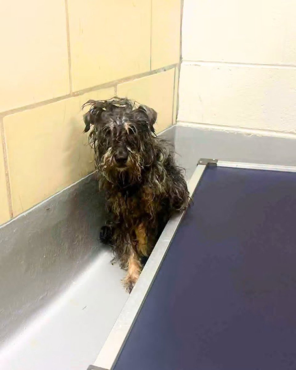 HoundsInPounds's tweet photo. 💔 A Very Tiny Life on the Brink of Death 

His shelter listing is heartbreaking:

6.7-pound adult Schnauzer mix. Matted. Filthy. Labeled “aggressive.”

That one word has made him rescue only, and with a euthanasia deadline👇 https://t.co/eMhJ8TEGAb