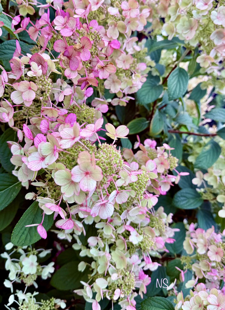 nsaidian's tweet photo. 💕 Dear August, bring peace 
        and blessings 🌿🕊️ https://t.co/1p60poBw4M