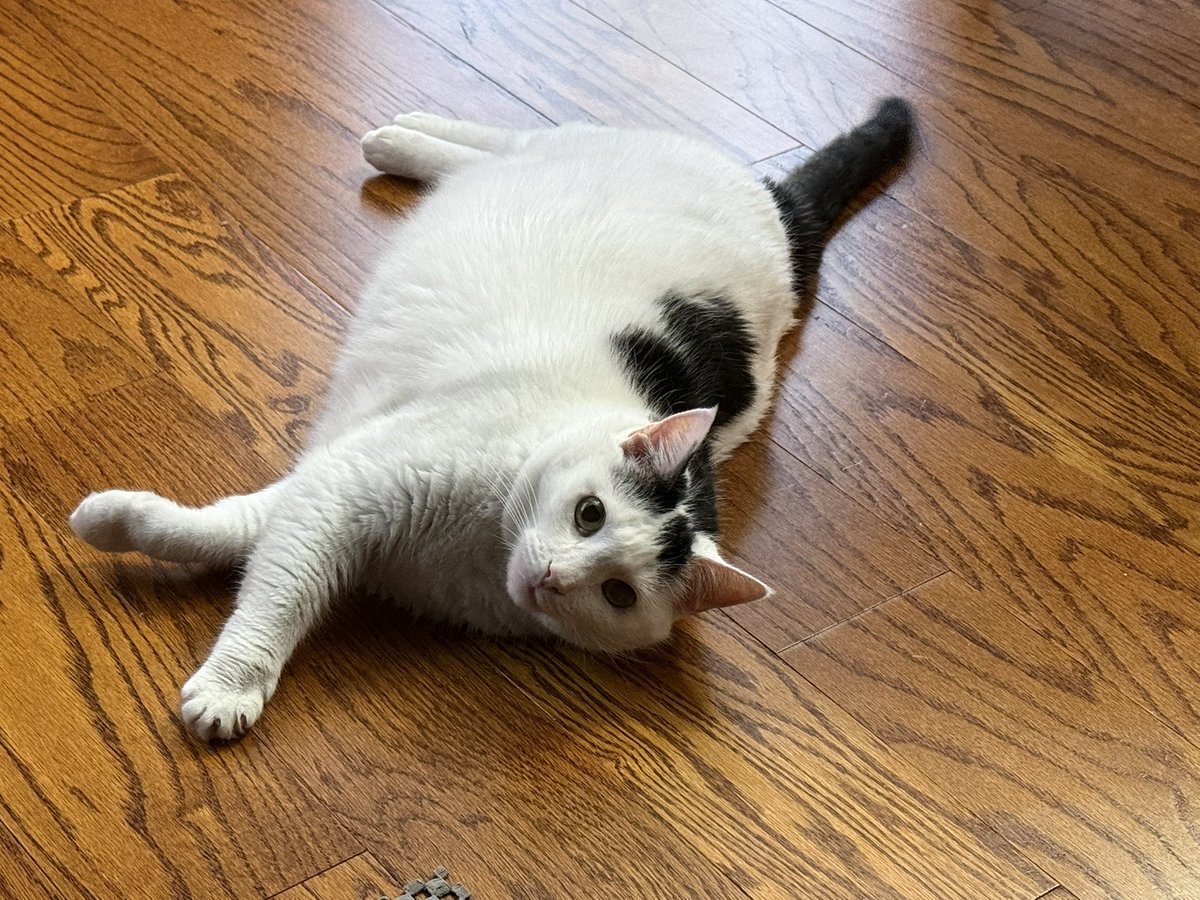 erickalet's tweet photo. She’s just living her best life…

#catlovers 
#CatsOnX https://t.co/JSRiKSohIr