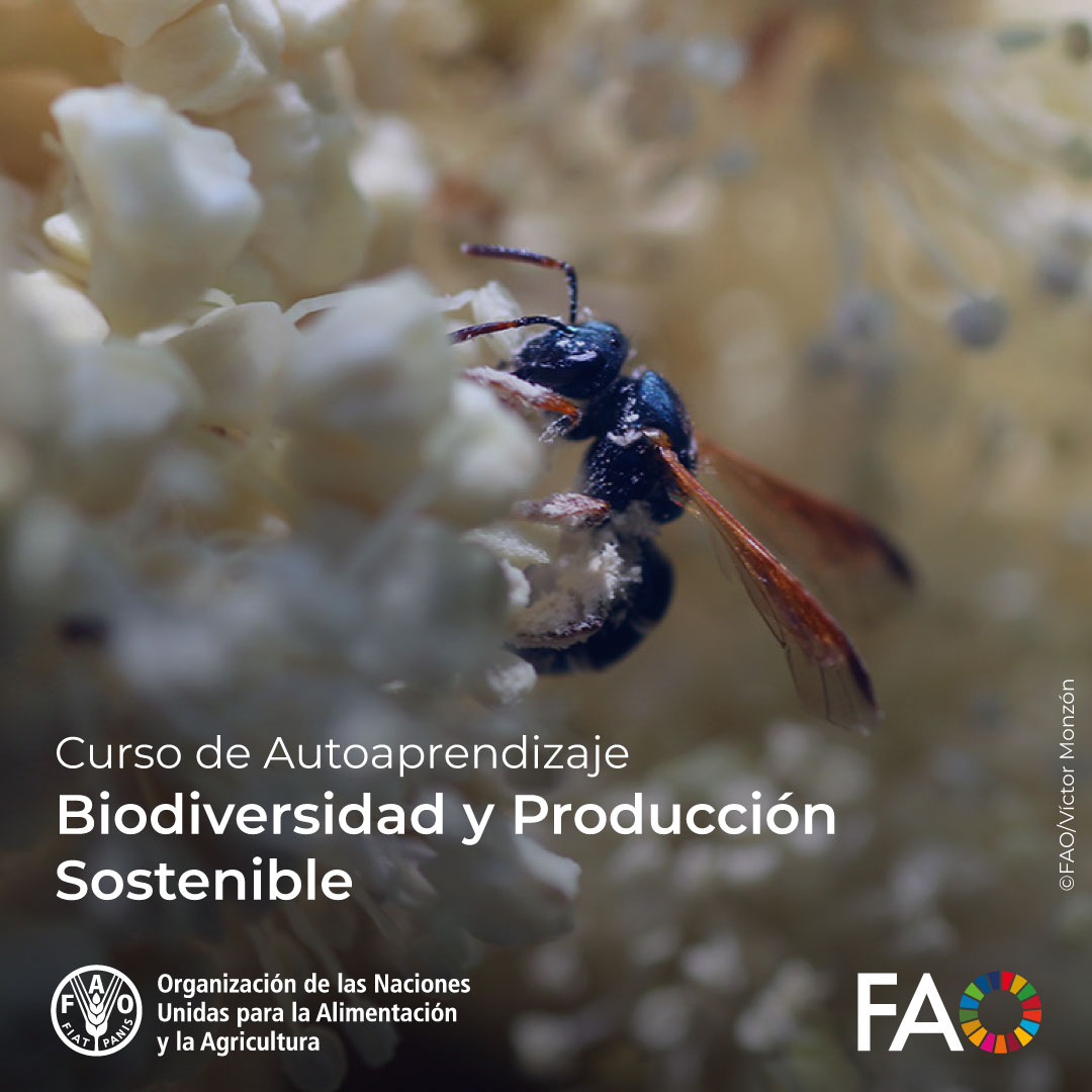 FAOAmericas tweet picture