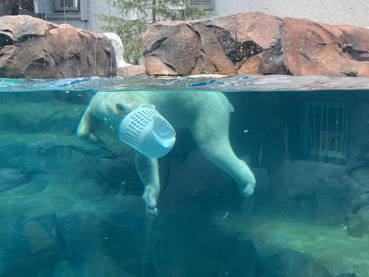 seirisk's tweet photo. 8月4日
新しくオープンした、天王寺動物園のホッキョクグマ舎です

#天王寺動物園
#ホッキョクグマ https://t.co/jyPvALwAhz
