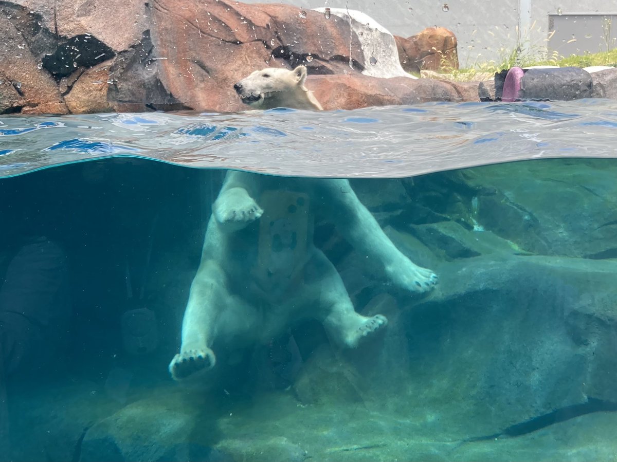 seirisk's tweet photo. 8月4日
新しくオープンした、天王寺動物園のホッキョクグマ舎です

#天王寺動物園
#ホッキョクグマ https://t.co/jyPvALwAhz