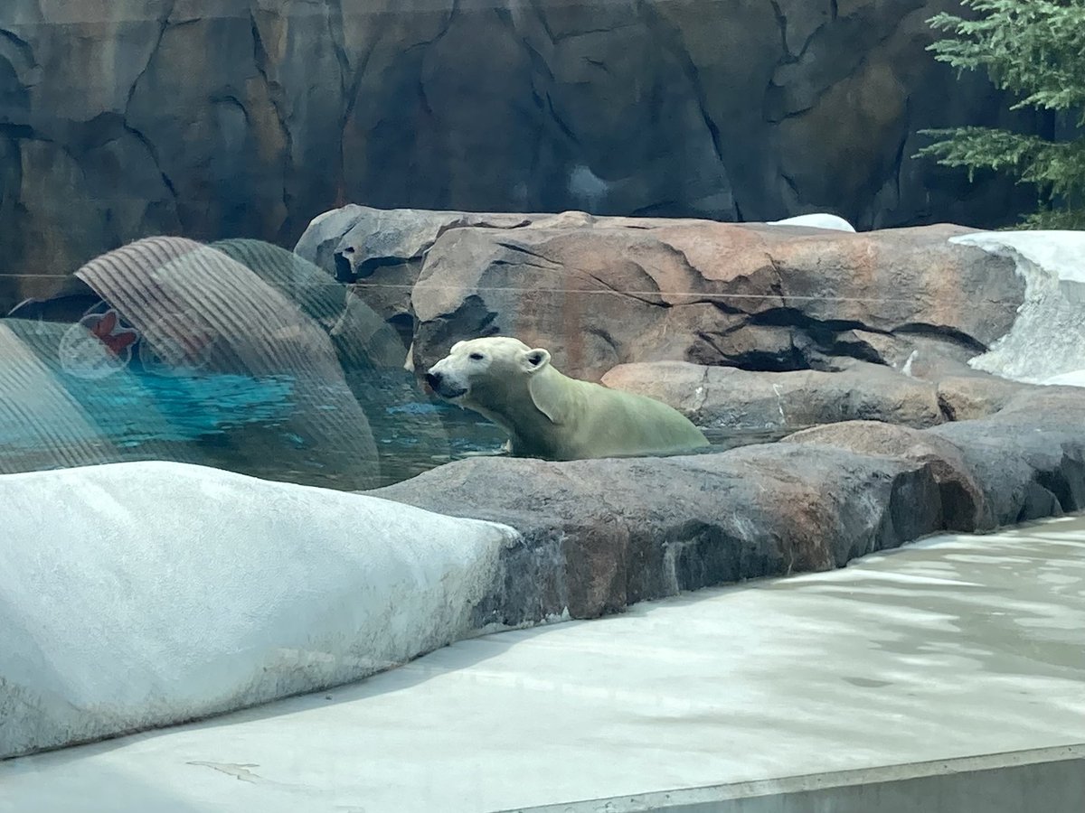 seirisk's tweet photo. 8月4日
新しくオープンした、天王寺動物園のホッキョクグマ舎です

#天王寺動物園
#ホッキョクグマ https://t.co/jyPvALwAhz