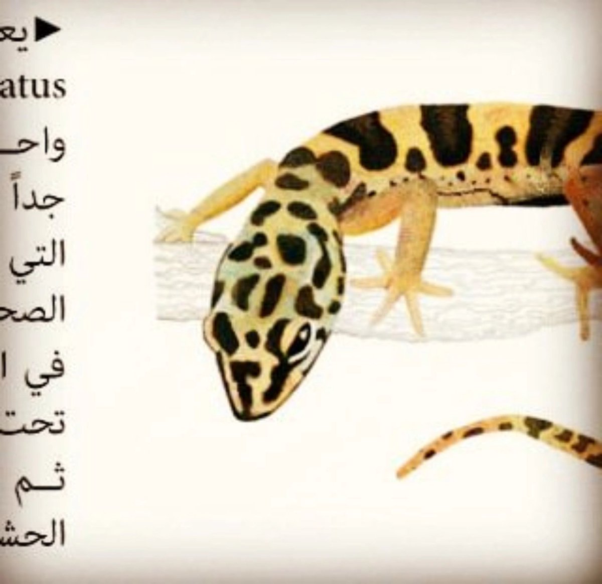 _jasooo_'s tweet photo. شركة مكافحة حشرات بالرياض 
شركة رش مبيدات بالرياض 
الصفرات لمكافحة الحشرات لرش المبيدات 
افضل شركـــــــــة تنظيف منــــــــازل 
ارخص شركـــــــــــة تنظيف شقق 
افضل شركـــــــــة نظافة عامة 
الصفرات للنظافة بالرياض 
خصومات علي تنظيف منازل شقق فلل ومكافحة الحشرات بالرياض بالخرج https://t.co/pIPz9AEy0Y