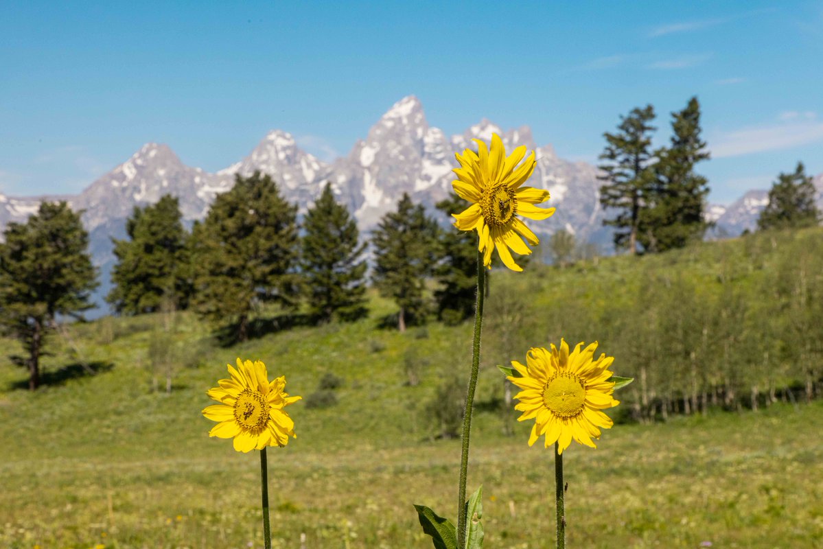 jhski's tweet photo. August 3rd and the alpine blooms are still firing. This summer has been one of our best wildflower seasons ever! 💐

Want to see the bloom for yourself? You’ll find the best color on the Wildflower Trail, at the top of the Bridger Gondola, and way up at the Top of the Tram 🚠 https://t.co/tKXyRX28AH