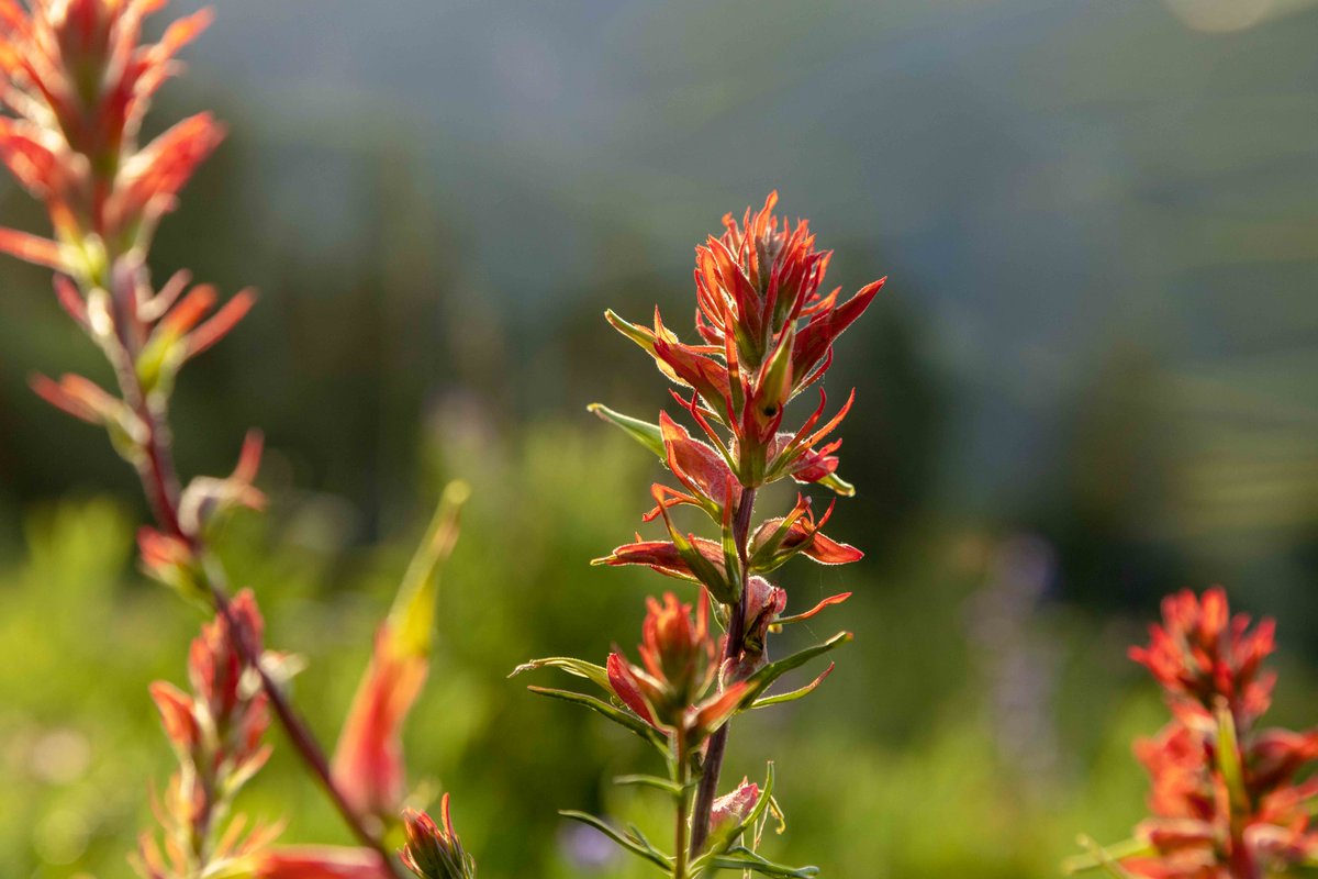 jhski's tweet photo. August 3rd and the alpine blooms are still firing. This summer has been one of our best wildflower seasons ever! 💐

Want to see the bloom for yourself? You’ll find the best color on the Wildflower Trail, at the top of the Bridger Gondola, and way up at the Top of the Tram 🚠 https://t.co/tKXyRX28AH
