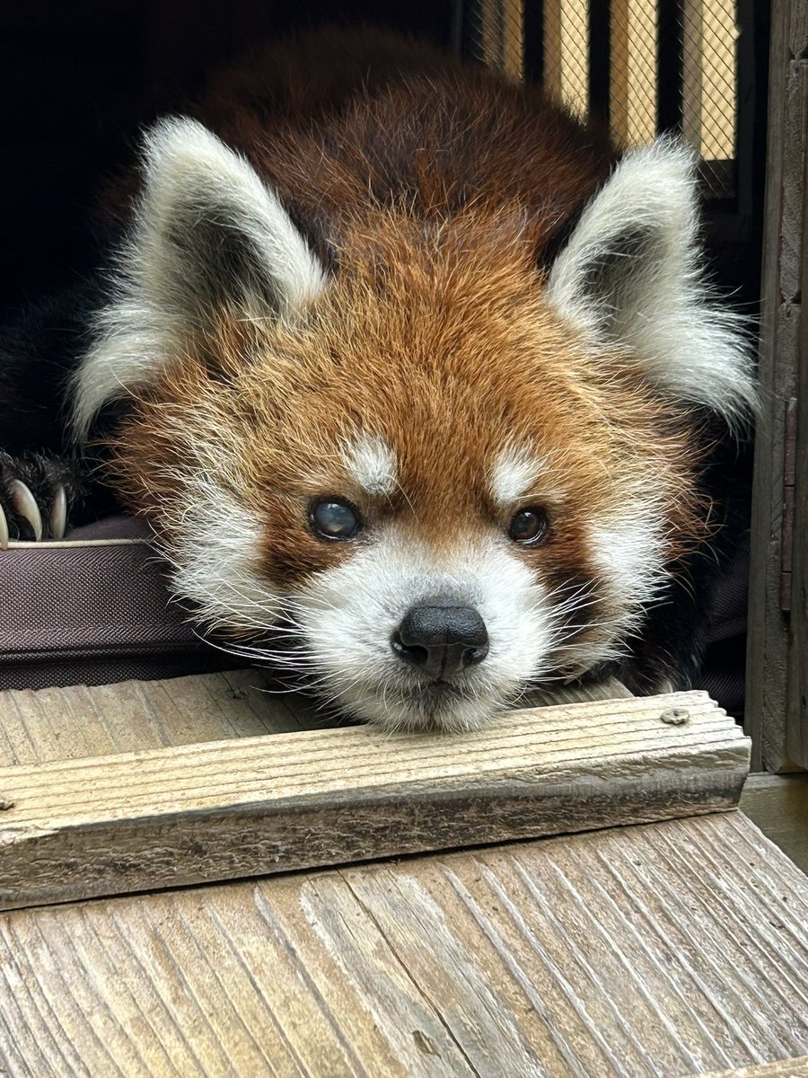 ChibaZoo tweet picture