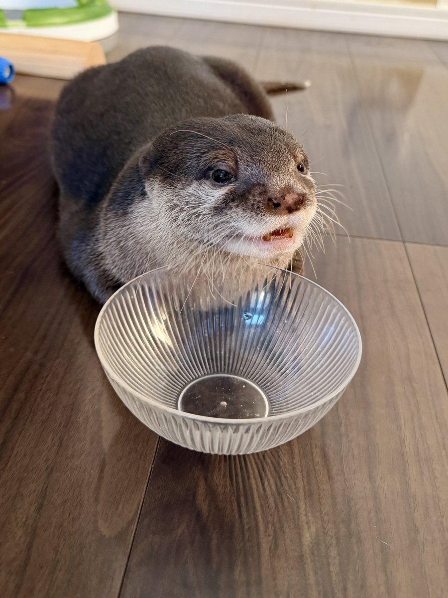 bingotter's tweet photo. 誰かご飯ください。おはようございます。
#カワウソビンゴ https://t.co/m9mdvgIjO3