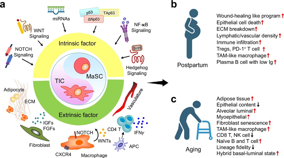 MammaryCell's tweet photo. The close parallels between #mammary stem cells and tumor-initiating cells, particularly their shared plasticity and self-renewal, highlight #stemness as a central node linking developmental programs to malignant transformation. https://t.co/GXN6Ii6r89
π Read the review in @JExpMed!