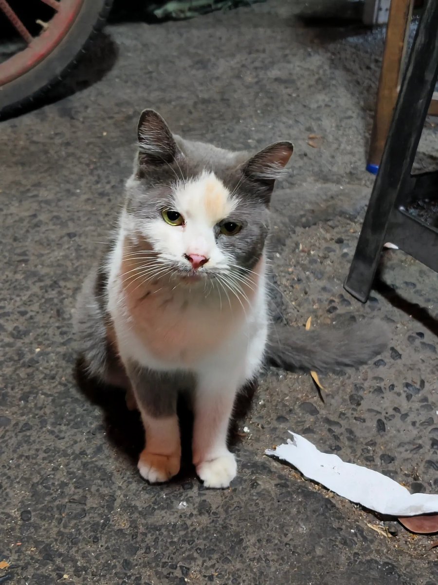 Smash1014314's tweet photo. Ada kucing gemoy di pusat kuliner seberang TMP Kalibata. Mukanya melas banget. 🥹

Tadi dikasih bebek goreng lahap juga makannya.

Kira-kira ada yang punya nggak ya?

Semoga aja bukan kucing yang lagi hilang atau kabur. 🤍 https://t.co/8sjvfnvCim