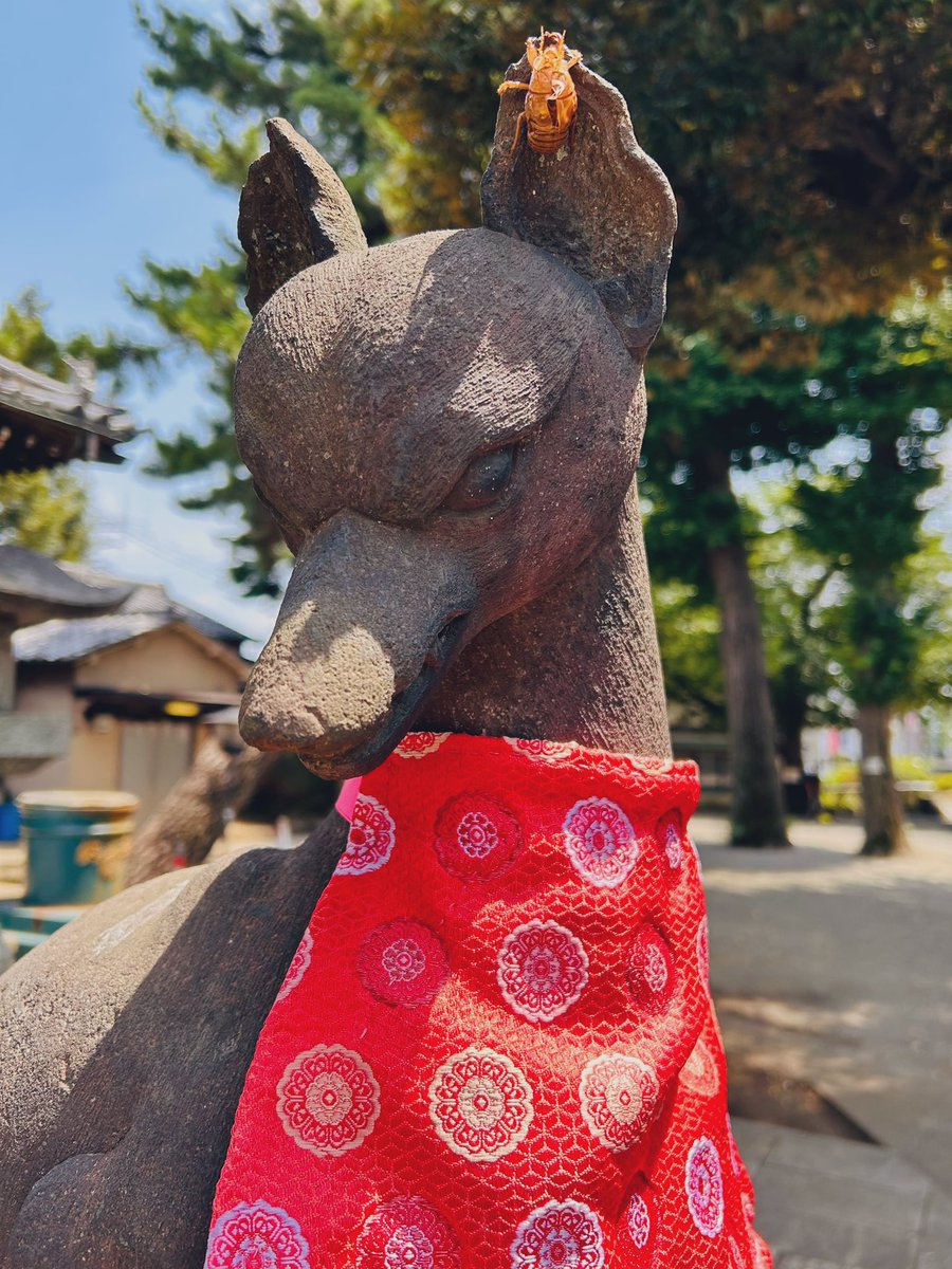 soba09162312's tweet photo. おはようございます
素敵なところで羽化したね https://t.co/xHoWPkMiBR