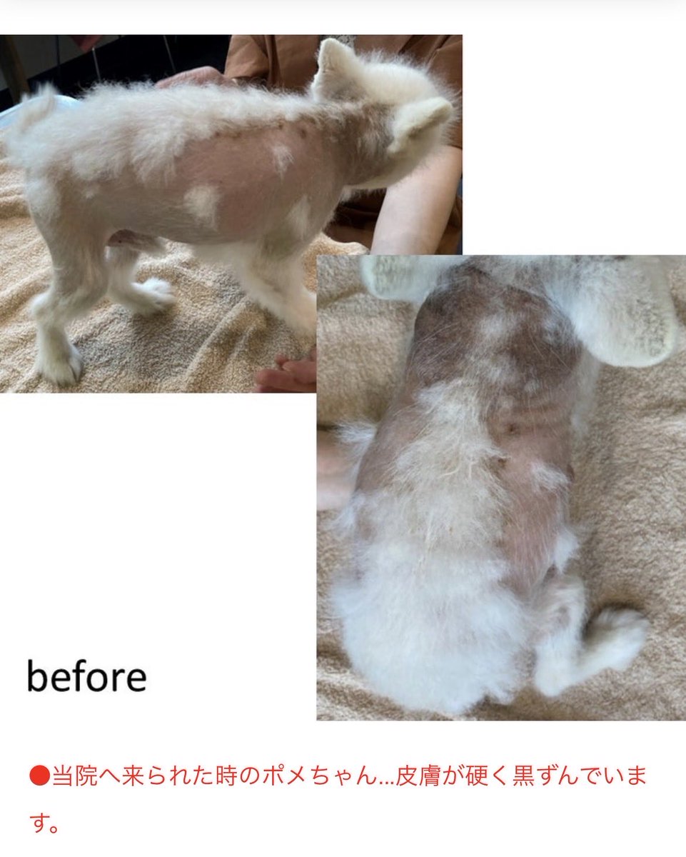 sujja_Meeee's tweet photo. 飼い主が使っていた洗剤と柔軟剤
“洗剤はアリエールで柔軟剤はソフラン”

左）毛が抜け皮膚は黒ずんで痛々しい…😢
↓
右）洗剤と柔軟剤をやめたら
皮膚がピンクになり毛が生えもふもふに‼️✨

「その皮膚炎は、アトピーではなくて洗剤のせいかも…」
キャットクリニック～犬も診ます～
のブログより https://t.co/hILMiNIVDY
