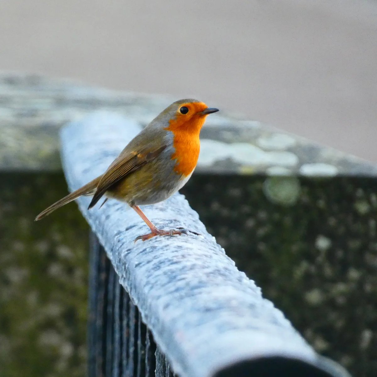 judiththomas4's tweet photo. @aHeartSoFull Been off X for a while but love your challenges! I think I saw one of these in BC last year? So many birds on fences ๐ฌ #birdchallenge feral pigeons, Jenny wren, robin and stonechat๐ https://t.co/ozpqXGWnoI