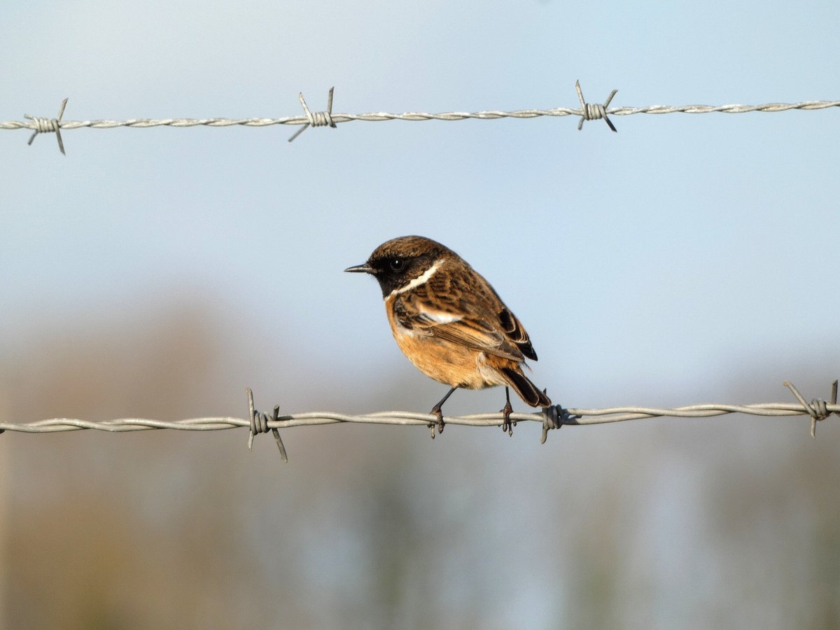 judiththomas4's tweet photo. @aHeartSoFull Been off X for a while but love your challenges! I think I saw one of these in BC last year? So many birds on fences ๐ฌ #birdchallenge feral pigeons, Jenny wren, robin and stonechat๐ https://t.co/ozpqXGWnoI