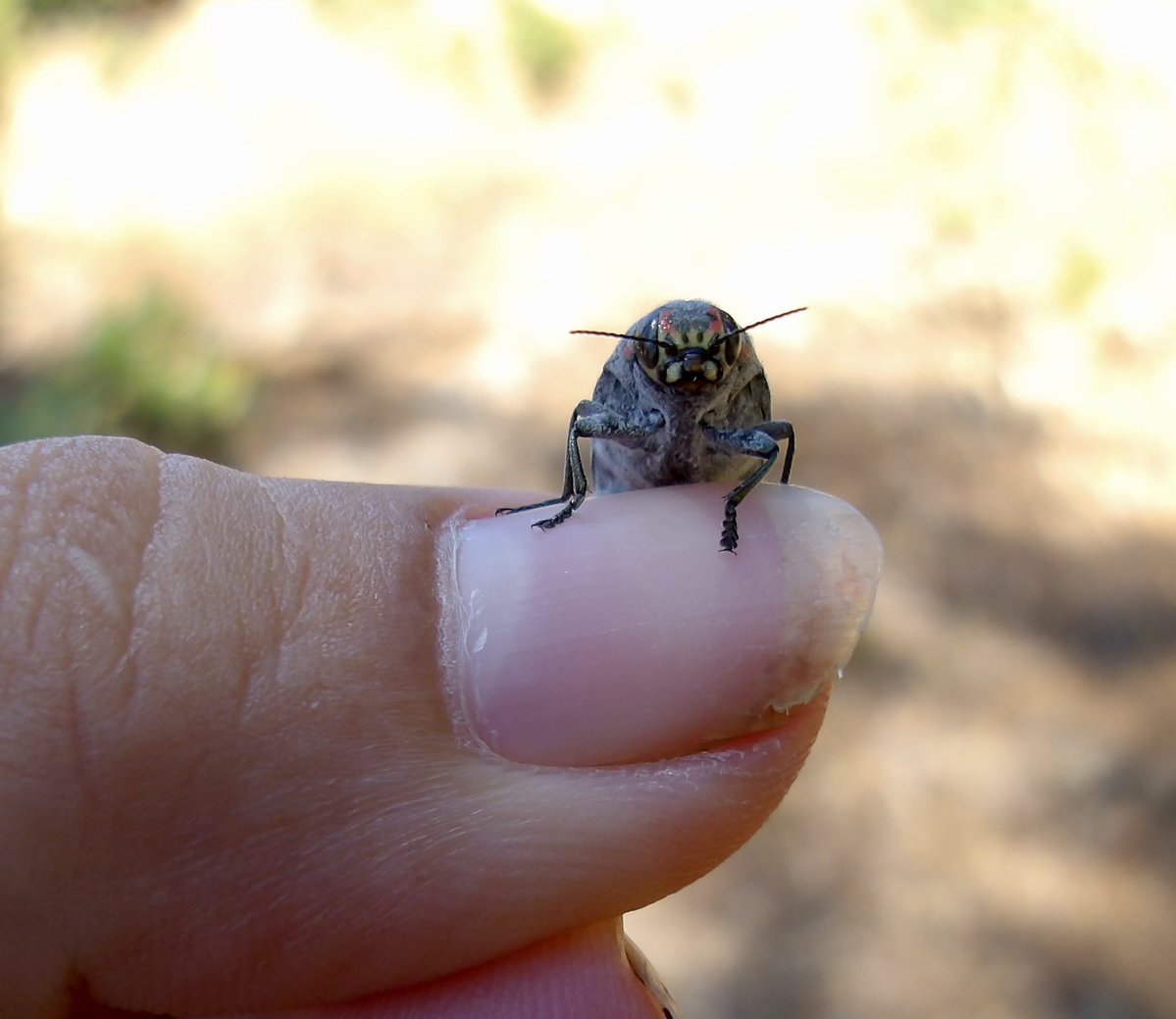 MiaIsTooOld's tweet photo. What kind of fancy sunflower seed is that? #insects #bugs https://t.co/NNwufKnlrv