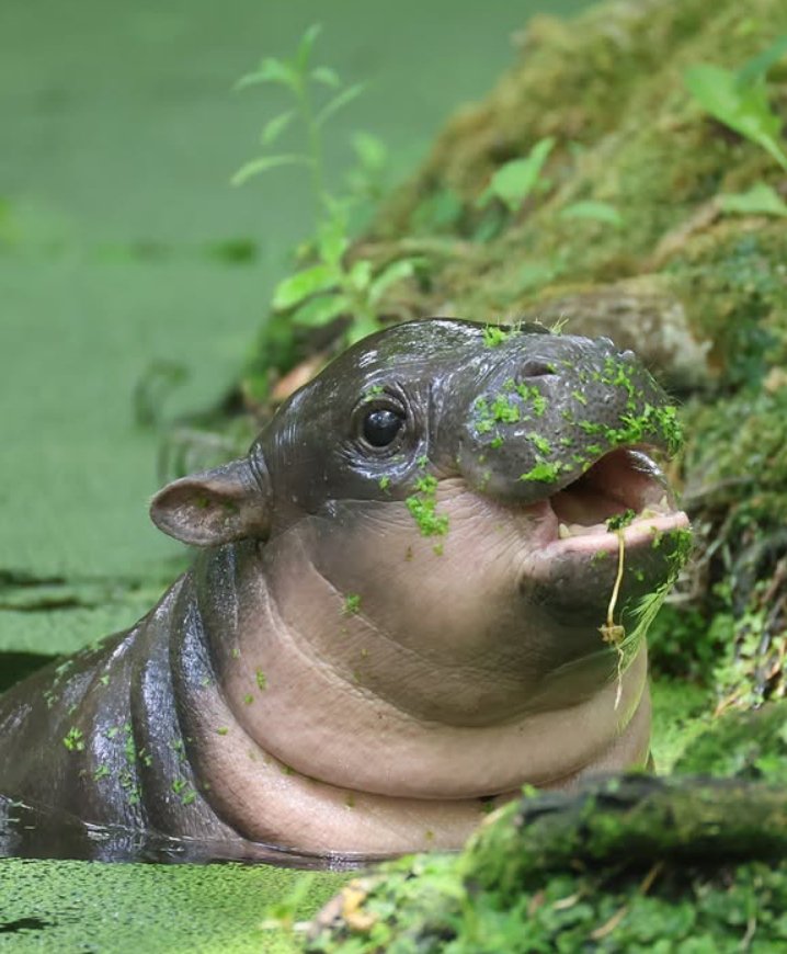 brotchen_cr3's tweet photo. @blknoiz06 If you win here, you could consider donating 10% of your winnings to Zoo Berlin.

They've set up a conservation fund for pygmy hippos like #Brötchen , a species with only about 2,500 individuals remaining in the wild. 🦛❤️ https://t.co/C1zqKZRFz1