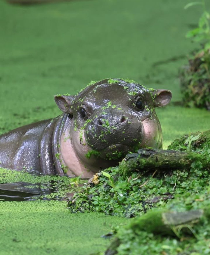 brotchen_cr3's tweet photo. @blknoiz06 If you win here, you could consider donating 10% of your winnings to Zoo Berlin.

They've set up a conservation fund for pygmy hippos like #Brötchen , a species with only about 2,500 individuals remaining in the wild. 🦛❤️ https://t.co/C1zqKZRFz1