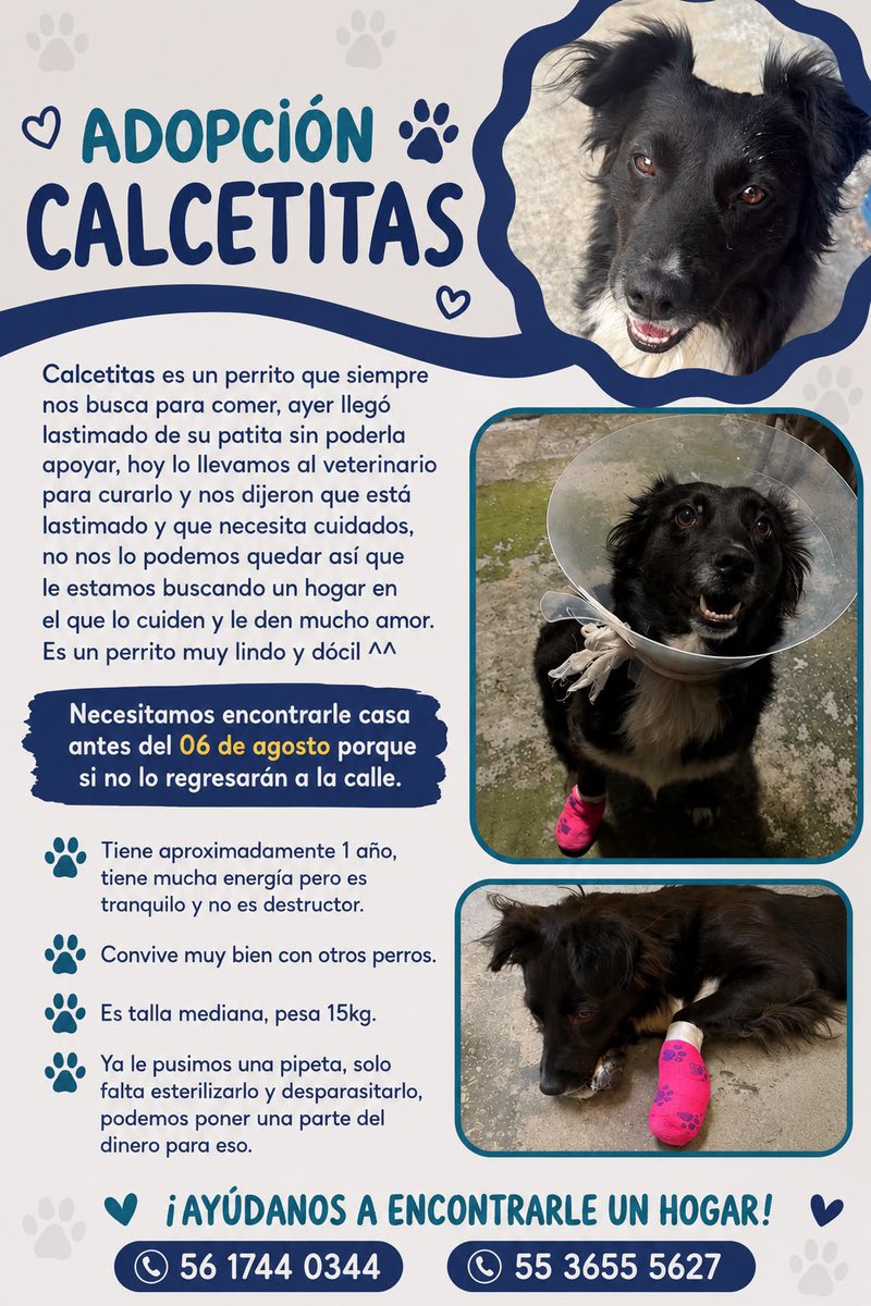 MascotaCoyoacan's tweet photo. Calcetitas necesita un hogar urgente, antes de que lo regresen a la calle. Tiene sólo dos días para encontrarlo.

Sólo difundo, contacto al 5617440344 y 5536555627. https://t.co/zdGS4IBpkN