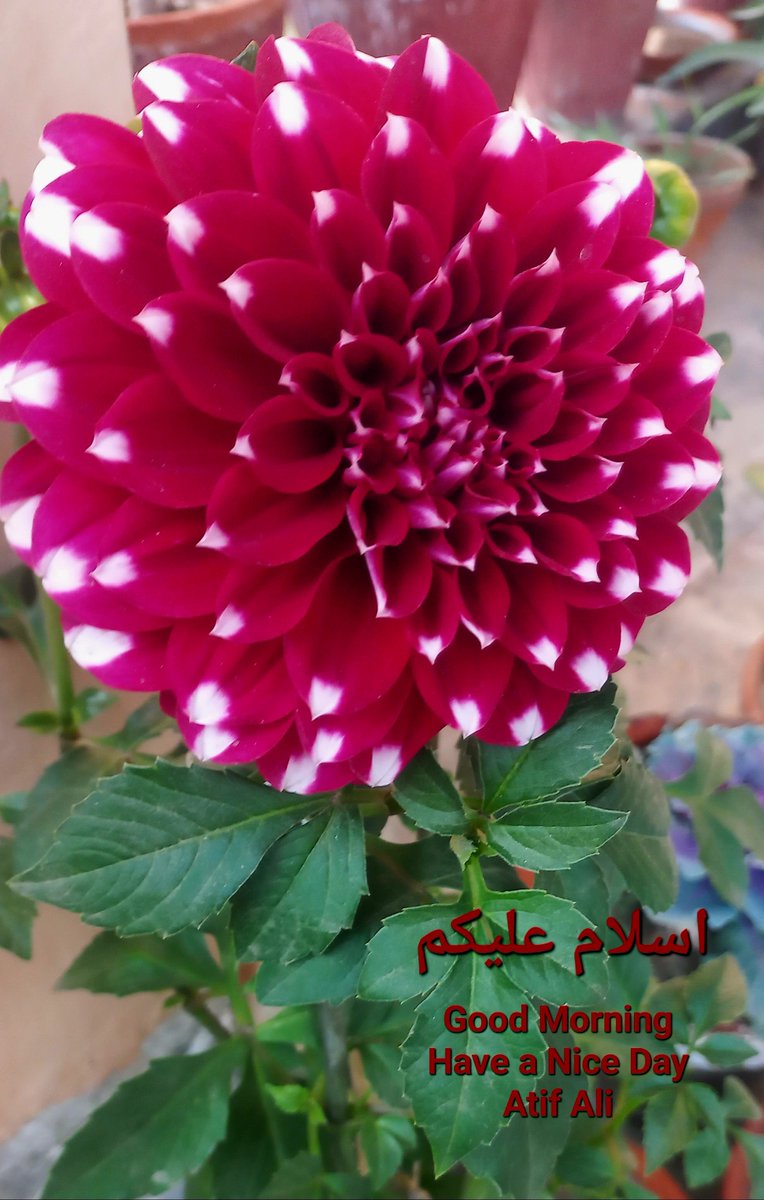 AtifNaz14's tweet photo. Good Morning https://t.co/qJ5kWYRKZA