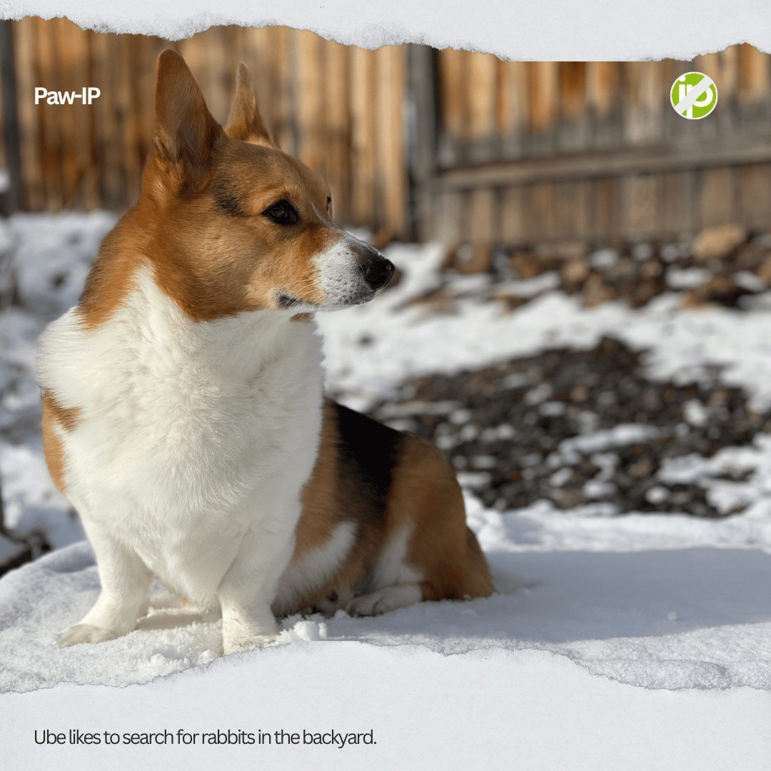 NoIPcom's tweet photo. Meet our new pets of No-IP, Boba, Udon, and Ube!
Three dogs, three completely different personalities. Which one's energy matches yours? 👇
#CorgiPersonalities #CorgisOfInstagram #CorgiLife #DogPersonalityTypes #CorgiSquad #DogsOfInstagram #CorgiLove #PetPersonalities https://t.co/VYOFNbijoH