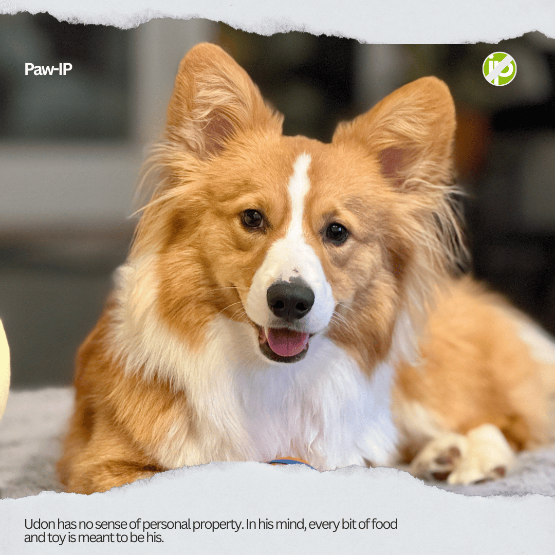 NoIPcom's tweet photo. Meet our new pets of No-IP, Boba, Udon, and Ube!
Three dogs, three completely different personalities. Which one's energy matches yours? 👇
#CorgiPersonalities #CorgisOfInstagram #CorgiLife #DogPersonalityTypes #CorgiSquad #DogsOfInstagram #CorgiLove #PetPersonalities https://t.co/VYOFNbijoH