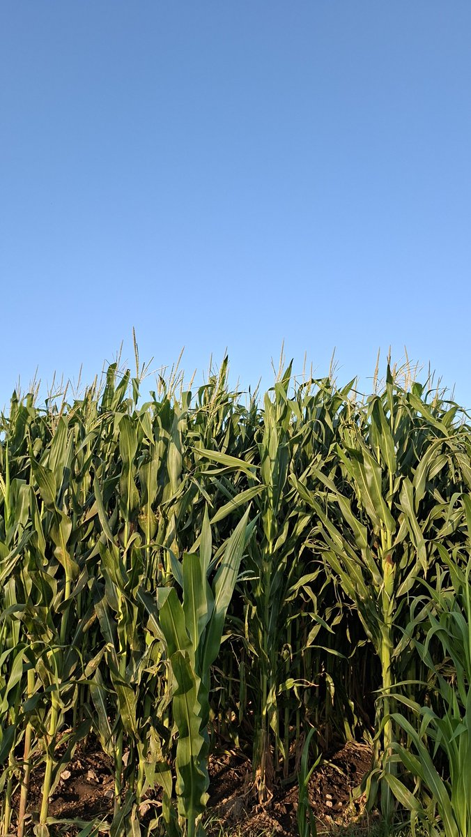 Itzel91947977's tweet photo. 🌽 https://t.co/t5NkPVocMZ