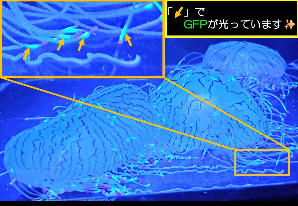 Kap_kobe's tweet photo. アクアチームより生き物紹介です🌊
こちらはハナガサクラゲです！！

緑色に光っている所はGFPと呼ばれるタンパク質です🟩
なんとノーベル賞を受賞した事があります！！！
生き物のすごい！魅力を伝えていくのも水族館の大切な役割です！
 #神戸動植物環境専門学校  
#kap  
#クラゲサークル https://t.co/STCO4I722n