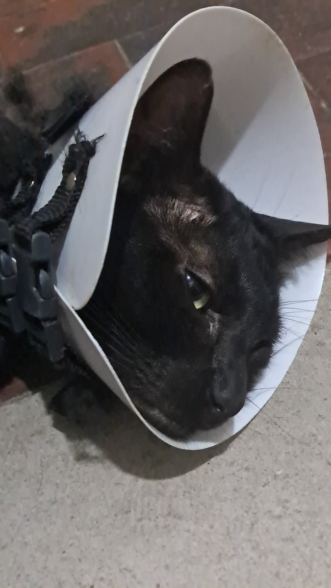 guapotiblec's tweet photo. levy agradecendo todo apoio que vocês estão dando a ele e acreditamos que ele irá ficar bem <3

obrigada pra quem está doando, nem que seja 1 real, você já está ajudando ele a se manter vivo, pfv, continuem nos ajudando a bater a meta https://t.co/69bc2kWoQE